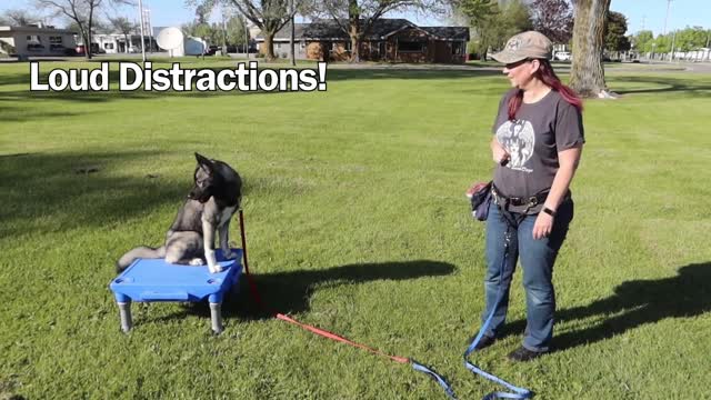 Teach the dog how to sit