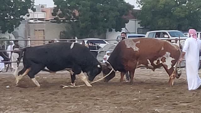 BULL FIGHTING IN FUJAIRAH |UAE|