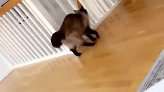 Gatos muito engraçados kkkkkkk