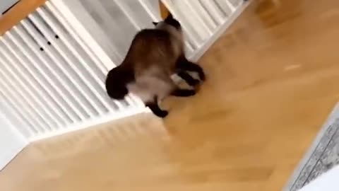 Gatos muito engraçados kkkkkkk