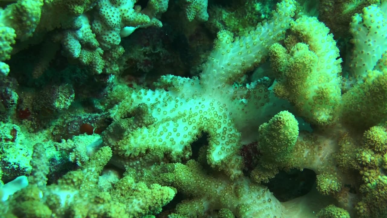 NO SOUND - Soft Coral