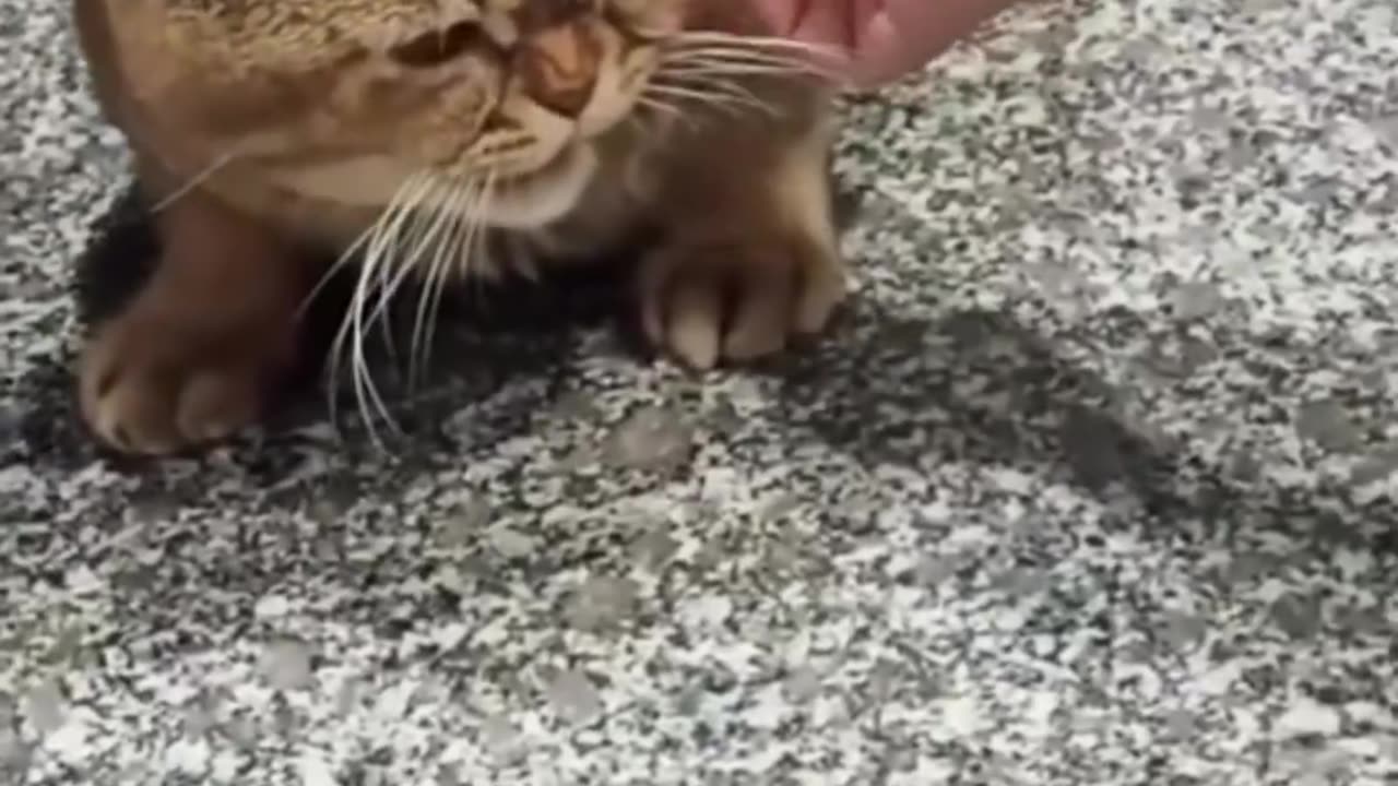 Cats Getting Vaccinated