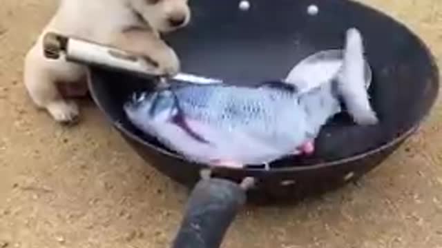 Funny video dog,,🐕😘 lovely pappy,fish😘 🐟 viral videos #shorts