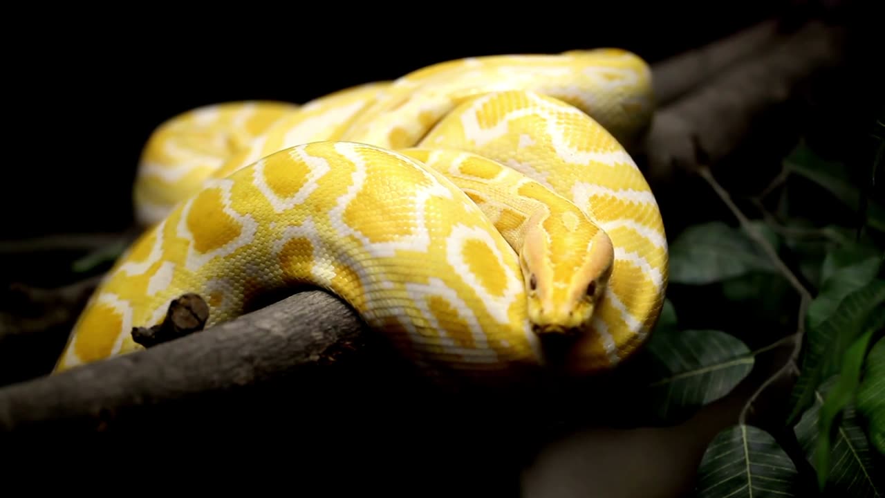 Beautiful Snake Video #like