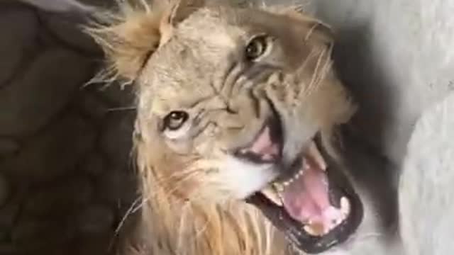 How to wash a lion King in best' lion wash video