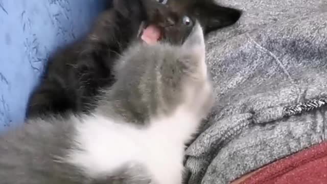 Cute Black And Cute Gray Kitten Playful Fighting