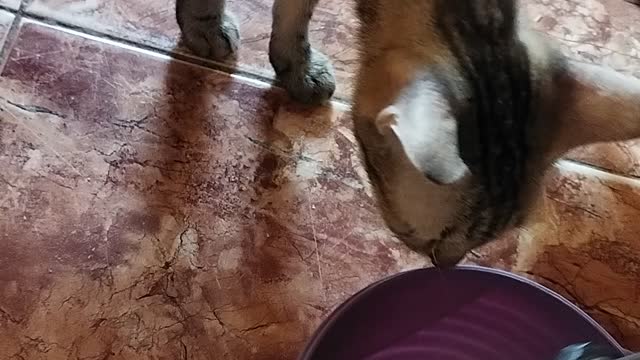 My cat , it's name bemi