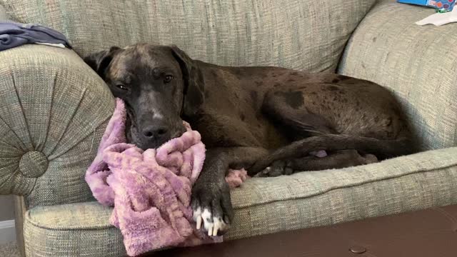 Service Dog: My girl thinks I'm cute laying there as she is doing online classes from home right now