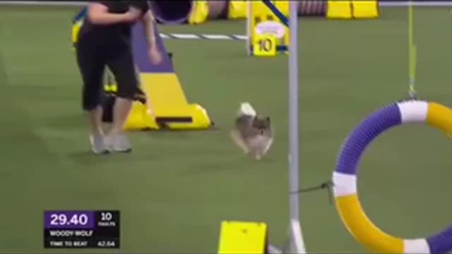 A dog with tricks (MUST WATCH)