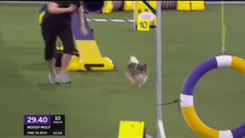 A dog with tricks (MUST WATCH)