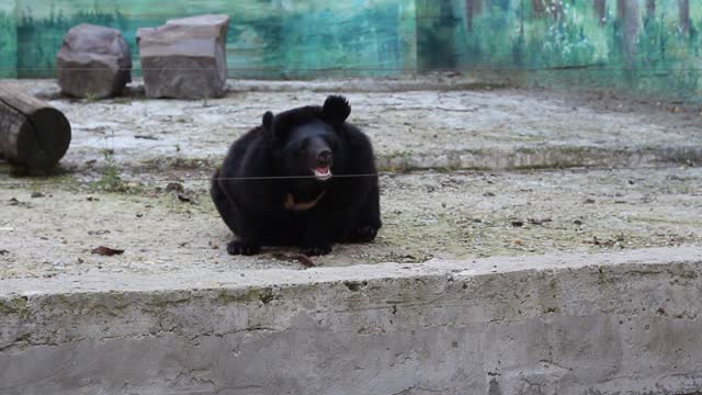 Very cute bear at the zoo.