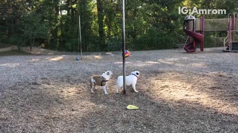 Dogs play tether ball on playground