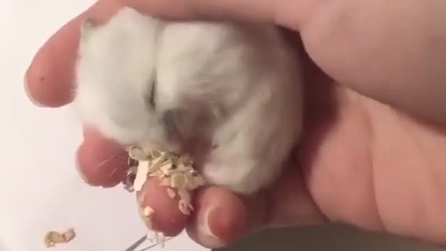 baby in hand