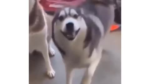 The dog dances to the beat when he sees it being filmed