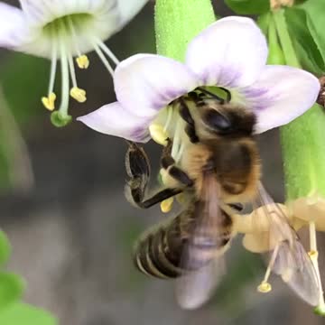 the best time for bees 6