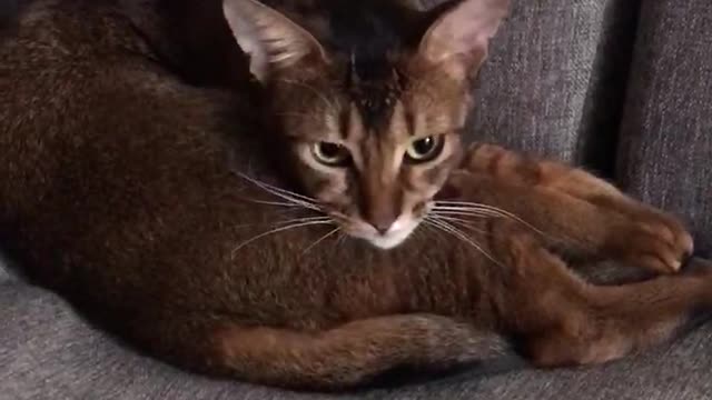 Abyssinian cat