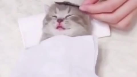 Serve me well || 😌 OK mam 👌 Cats funny