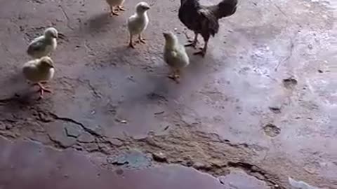 Chicken Vs. Baby Chick