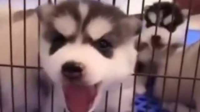 Cute Puppies Doing Funny Things