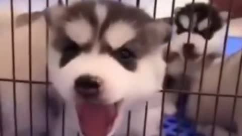 Cute Puppies Doing Funny Things