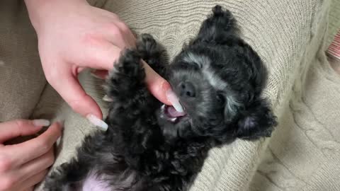 Baby puppy in a good mood
