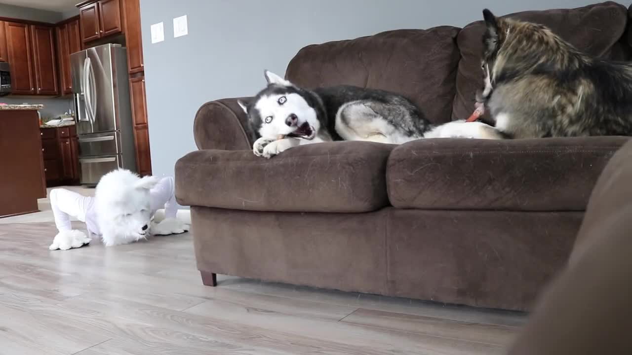 Husky Pranked By Wolf Mask!