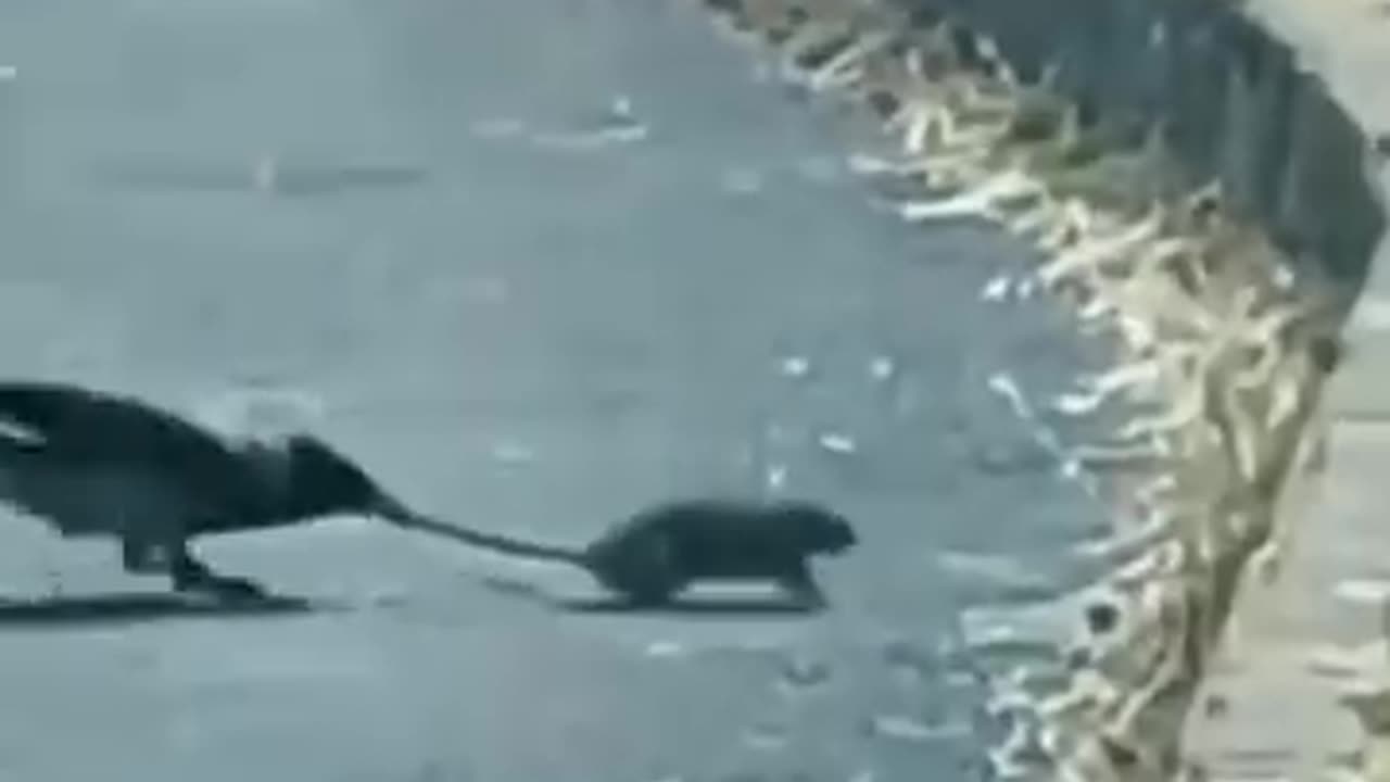 Most funny crow and rat