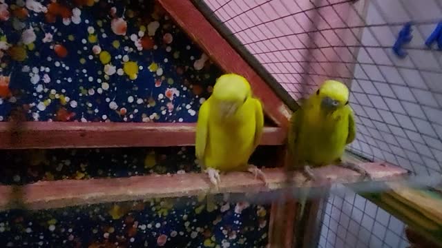 Budgies and their son screaming wants food to sleep