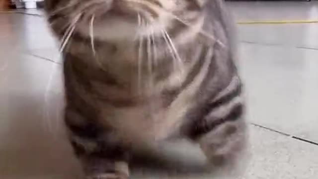 Cuteness ....cats being so adorable