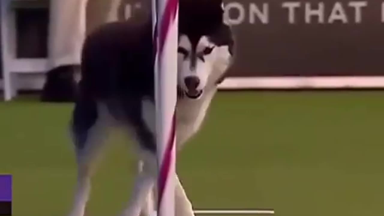 Dogs Show Mindblowing Speed and Agility Apart From Poor Husky