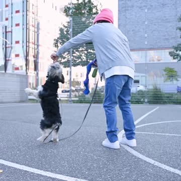 Puppies playing with puppies friends