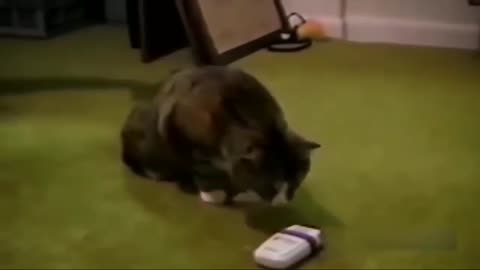 NON-STOP FUNNY MOVEMENT OF CAT PART#3