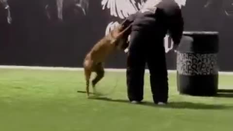 Perfect Dog 🐕🐕 video