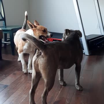 Pup Forces Friend Through Doggy Door For Playtime