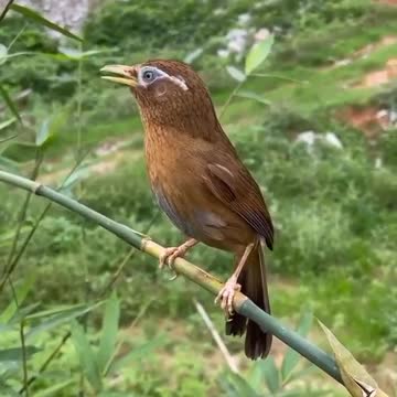 PÁSSARO LINDO CANTO MARAVILHAS DA NATUREZA