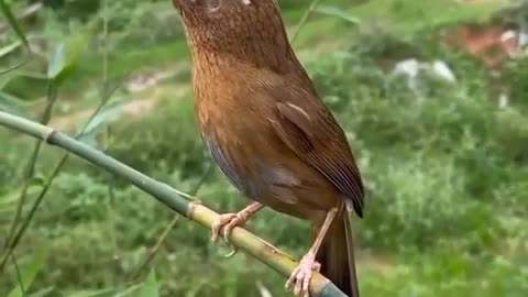 PÁSSARO LINDO CANTO MARAVILHAS DA NATUREZA