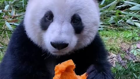 Panda Eating