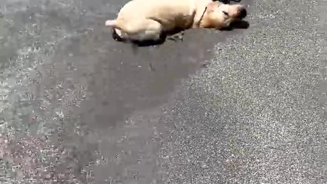 Cute dog (Animal lover)Aqua dog.