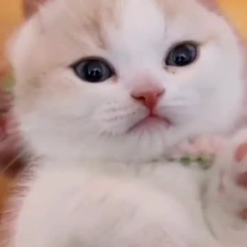 Cute Cat Video And Fanny Cat Video