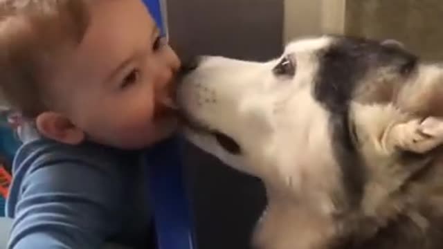 Cute dog and a baby are friends