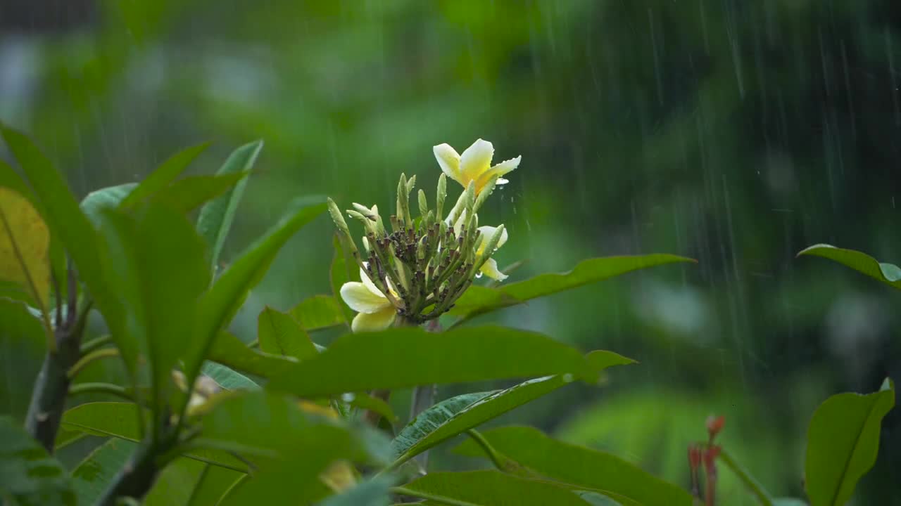 Close Up Shot of Rain Falling On Flower