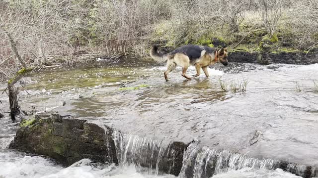 German Shepherd Dogs play in the rushing stream at the Breathing Forest