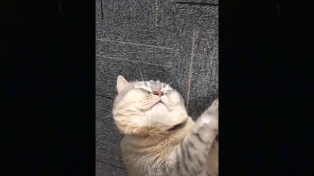 Cute&Funny pets compilation! Try NOT to LAUGH Challenge!!