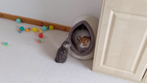 Kitten Politely Asking Cat To Get Out Of His Bed