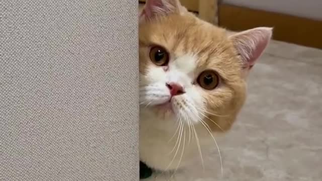 The cat is disobedient
