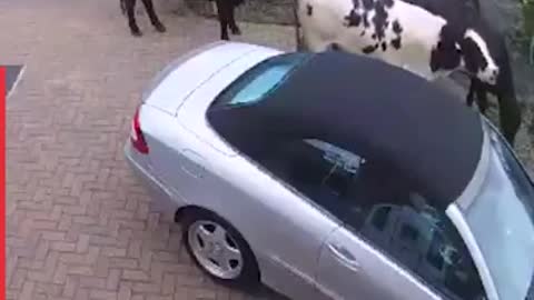 20 of the most shocking moments you won't believe were caught on doorbell cameras