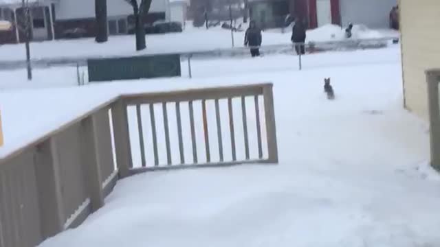 Cricket says hi to a Golden Retriever