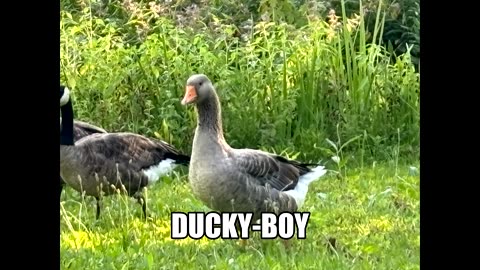 DUCKY-BOY