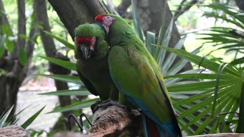 An intimate moment between the parrot and its female