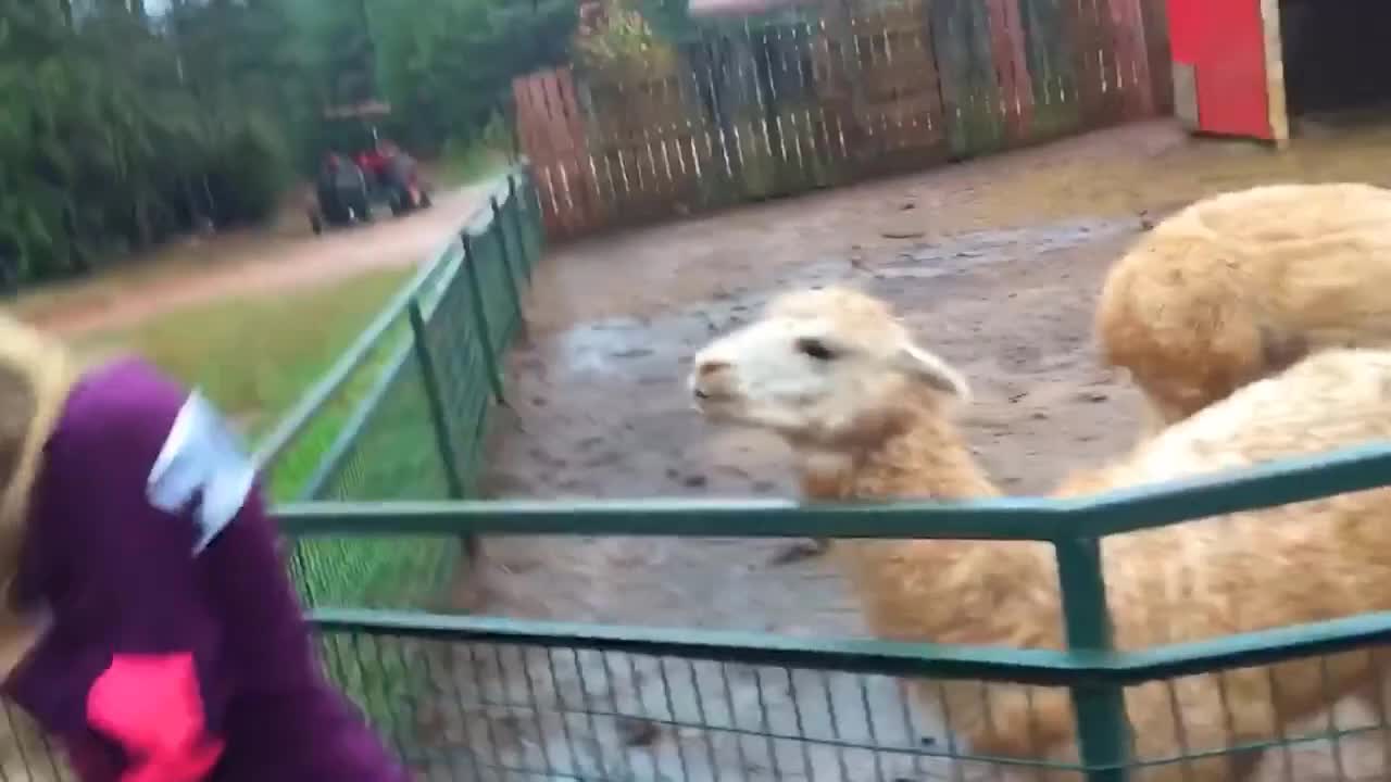 The sheep sneezing on girl